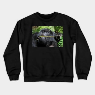 Silverback Gorilla Eating,  Hirwa Group,  Rwanda,  East Africa Crewneck Sweatshirt